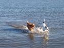Nova scotia duck tolling retriever Shaggy Tollers Lyra