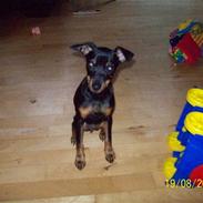 Dvaergpinscher gucci