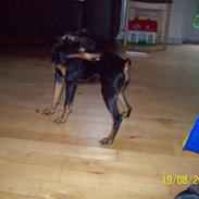 Dvaergpinscher gucci