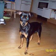 Dvaergpinscher gucci