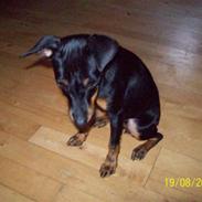 Dvaergpinscher gucci