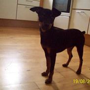 Dvaergpinscher gucci