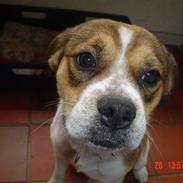 Blanding af racer carla