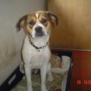 Blanding af racer carla