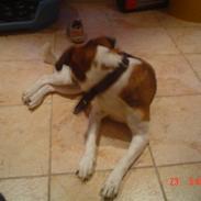 Blanding af racer carla