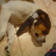 Blanding af racer carla