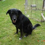 Blanding af racer Fili