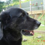 Blanding af racer Fili