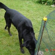 Blanding af racer Fili