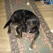 Blanding af racer Fili