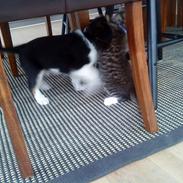 Blanding af racer Pongo