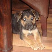 Blanding af racer Gizmo