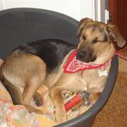 Blanding af racer Gizmo