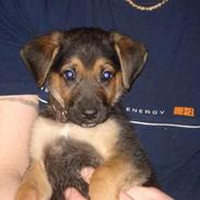 Blanding af racer Gizmo