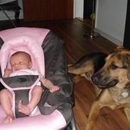 Blanding af racer Gizmo