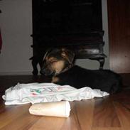 Blanding af racer Gizmo