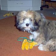 Lhasa apso Tanya