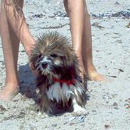 Lhasa apso Tanya