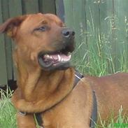 Blanding af racer bjørn