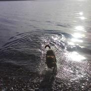 Blanding af racer bjørn