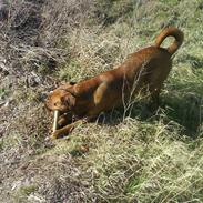 Blanding af racer bjørn