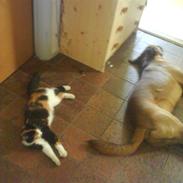 Blanding af racer bjørn