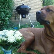 Blanding af racer bjørn