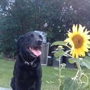 Labrador retriever Zenta