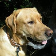 Labrador retriever Verarkis Caddie<3