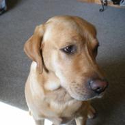 Labrador retriever Verarkis Caddie<3