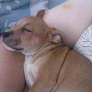 Staffordshire bull terrier zoey  powey vovhund