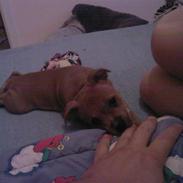 Staffordshire bull terrier zoey  powey vovhund