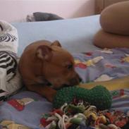 Staffordshire bull terrier zoey  powey vovhund