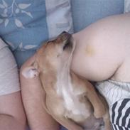 Staffordshire bull terrier zoey  powey vovhund