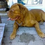 Dogue de bordeaux Tyzon