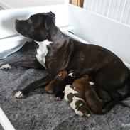 Staffordshire bull terrier zoey  powey vovhund