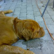 Dogue de bordeaux Tyzon