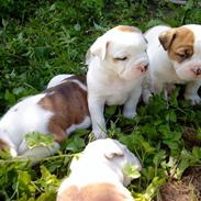 Olde english bulldogge Dexter - R.I.P