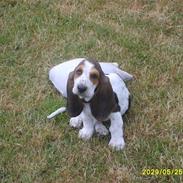 Basset hound luffe