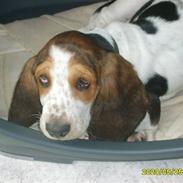 Basset hound luffe