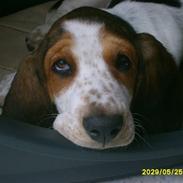 Basset hound luffe