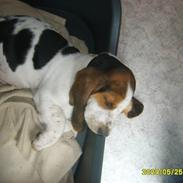 Basset hound luffe