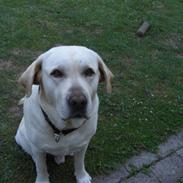 Labrador retriever Balder