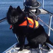 Schipperke Skipper Zidan
