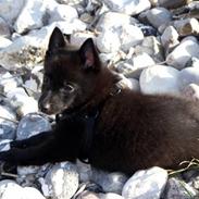 Schipperke Skipper Zidan