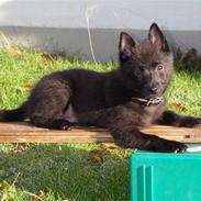 Schipperke Skipper Zidan