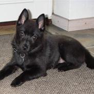 Schipperke Skipper Zidan