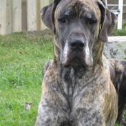 Grand danois Thor