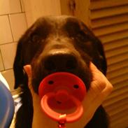 Blanding af racer Frodo