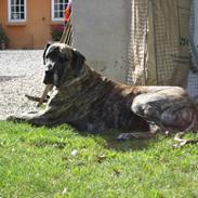 Grand danois Thor